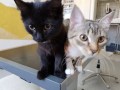 Baba und Lola